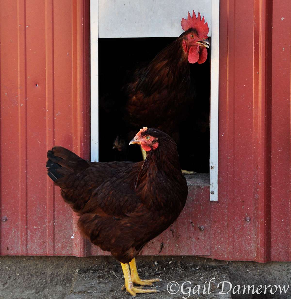 automatic chicken door shutters