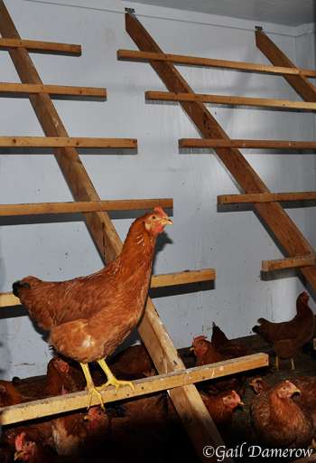 Providing Perches Inside a Chicken Coop — Gail Damerow's Blog - Perch