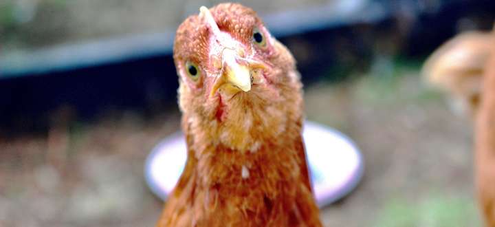 chickens-get-stressed-out-too-gail-damerow-s-blog