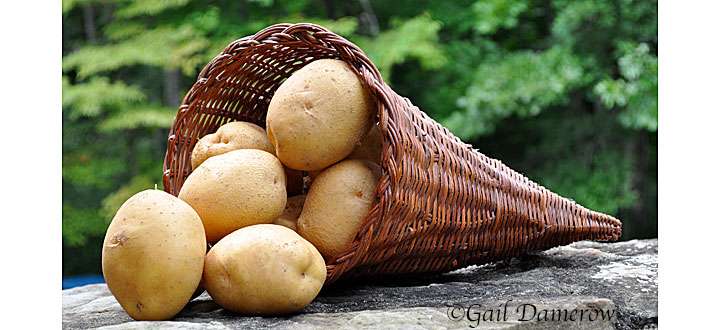 Yukon gold potatoes near me